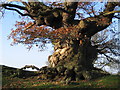 Ancient Oak Tree, Fowlet Farm, Hollybush in Bedstone