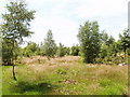 Stoke Common heathland in SL2 4EX