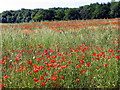 Poppies in Fallow Field in RG8 9SX