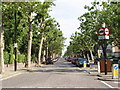 Hamilton Terrace, lined by trees in NW6 7JH