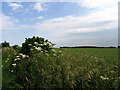 Wheat Growing on Farmland near Bibury in GL7 5NT