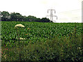 Cornfield near Sulhamstead in RG7 4ED