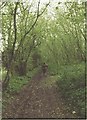 Leafy lane with hazel trees near to Vernham Street in SP11 0LB