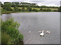 Swan and cygnets on Townhill Loch in KY12 0RU