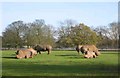 Whipsnade Zoo in LU6 2LG