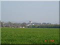 Barley fields in St Asaph