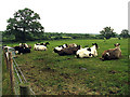 Cows resting on Great Park Farm near Wokefield in RG7 2AA