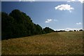 Barley field in Bury St Edmunds in Eastgate Ward