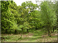 Path through woods at Rowbarrow, New Forest in SO42 7YQ