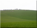 Verdant pasture south of the A35 between Martin's Down and Black Down in DT2 9HN