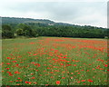 Poppy Field in TN14 7SL