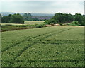 Distant Lavender field and the railway line to Sevenoaks in TN14 7BT