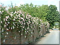 Climbing roses on wall near Little Mynthurst Farm in RH6 0HR