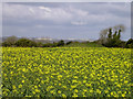 Rape field and protruding long barrow mound, Thickthorn Down in BH21 5HT