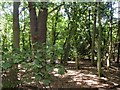 Woods on Remenham Hill in RG9 3EU