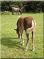 New Forest ponies grazing near Stricknage Wood, southwest of the Rufus Stone in SO43 7HD