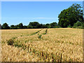 Wheat field at Cross Lanes in RG4 7UW