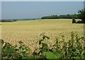 Corn Fields, Pease Pottage in RH11 9ZG