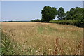 Wheatfield in RH14 0AN