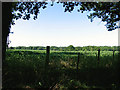 Cornfield at Baughurst in RG26 5JF