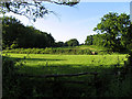 Field near Tadley Hill in RG26 3TS