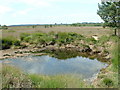 Heathland Pond near Summerlug Hill in BH21 7JZ