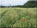 Wheat field, Old Craighall. in EH21 8SA