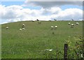 Sheep grazing, Parduvine. in Midlothian