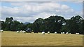 Round bale silage, Thornton. in EH24 9EG