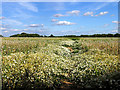 Footpath Through the Daisies in Ashford Hill with Headley