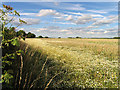 Daisy Strewn Poppy Seed Field in Ashford Hill with Headley