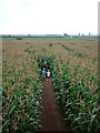 Red House Farm, The Maize Maze in WA14 5RL