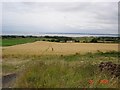Wheat fields and Dee estuary in CH8 9BD