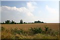 Wheat field in Flempton in Flempton