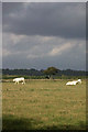 Field with grazing cows in DT2 8JA