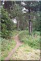 Path in Woods in NG20 0HP