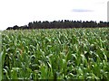 Maize field and covert in LL18 4FB