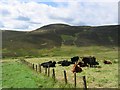 Cattle, Boghall Glen. in EH26 0PG