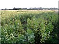 Field bean cultivation, Boxworth in CB3 8NN
