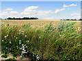 Barley Field near Hampstead Norreys in RG16 0HB