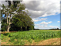 Cornfield near Stanmore in RG20 8SR