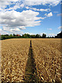Barley Field near Stanmore in Beedon