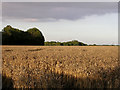Ripe wheatfield south of Lepe Farm, Lepe in SO45 1AL