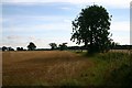 Farmland at Little Saxham in IP29 5JL