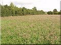 Field of clover, between Ilmer and Owlswick in HP27 9QU