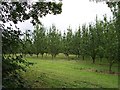 Apple Orchard, Upper Townend Farm in HR8 1PZ
