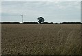 Wind turbine, Somerton in NR29 4QQ