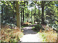 Woodland walk, Northcliffe Woods in BD9 6RD