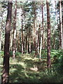 Conifers in Egypt Woods, near Farnham Common in SL2 3LN