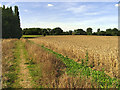 Footpath across Barley Field in RG14 2RS